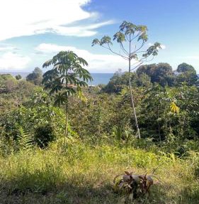 Pacific Dream Eco-Hostal in La Barra