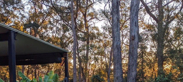 Springbrook Gold Coast Hinterland Hikers Cottage in Springbrook