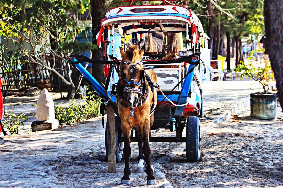 Photo of Others in Gili Meno